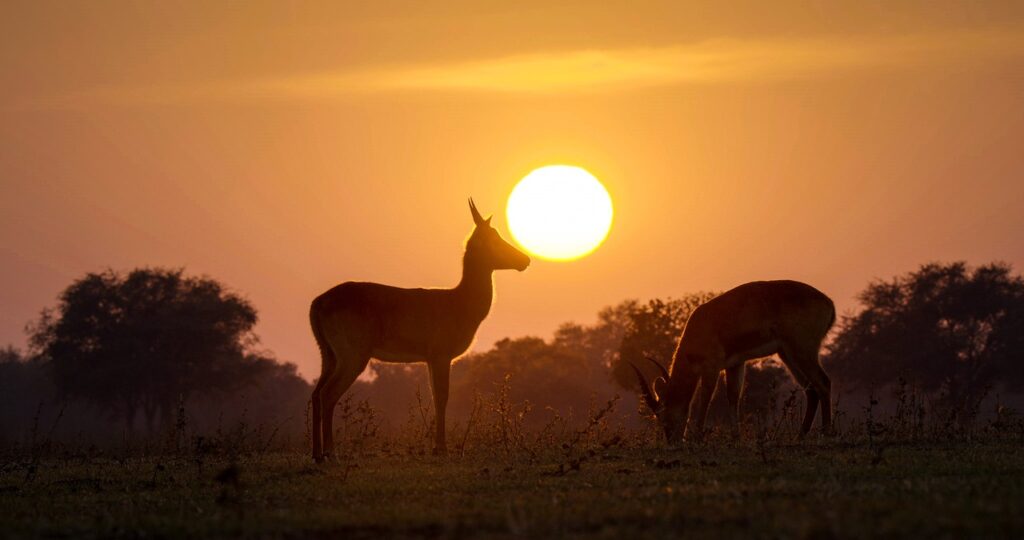 Zambia