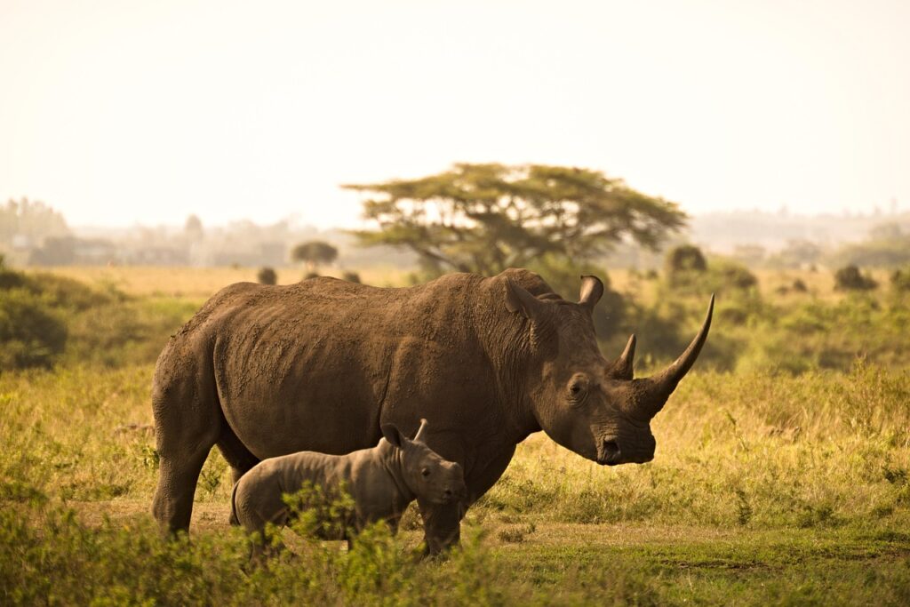 Tanzania