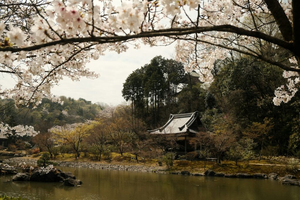 Recorre Japón en época de cerezos