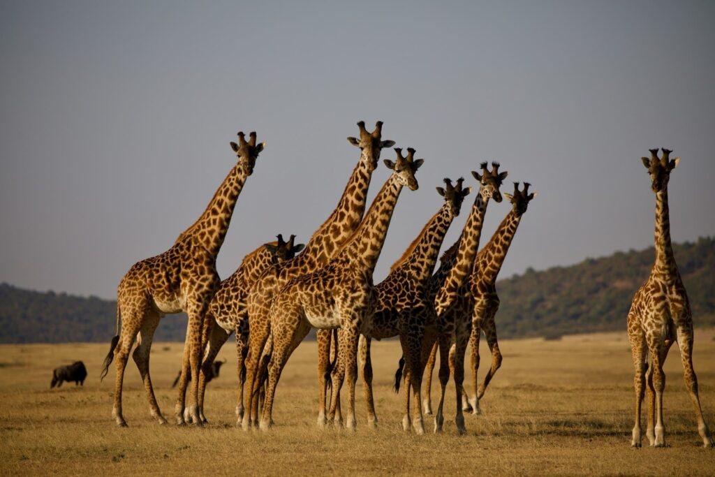 Tierras de Tanzania 2027
